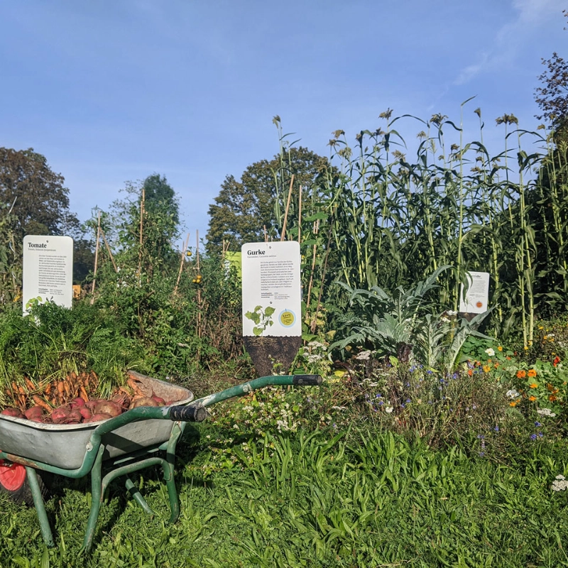 Eine Schubkarre voller Erde in einem Garten mit Gemüseanbau von Gurken und Tomaten Eine Schubkarre voller Erde in einem Garten mit Gemüseanbau von Gurken und Tomaten