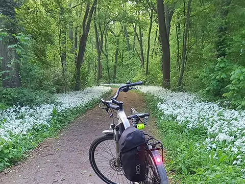 Mit dem JobRad im frühlingshaften Wald unterwegs.